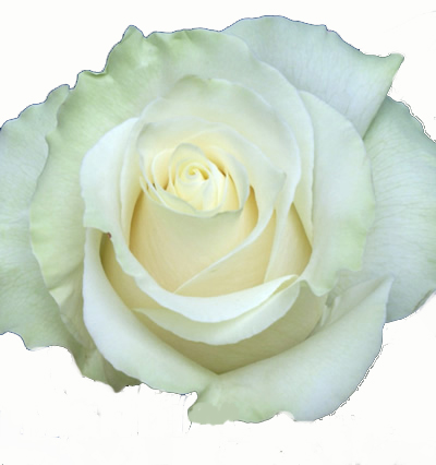  Flowers Bulk on Wholesale Roses   Buy Roses In Bulk   Top Wholesaler Danisa S Flowers