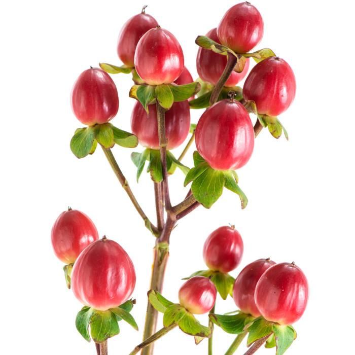 Hypericum Berries - Dark Red
