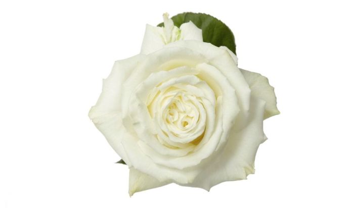 White Roses Petals - Heather Floral