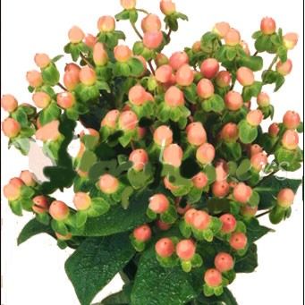 https://www.danisaflowers.com/media/catalog/product/cache/6abccdf2f81442ba782284d2a6bd0116/6/9/690-peach-hypericum-peach.jpg