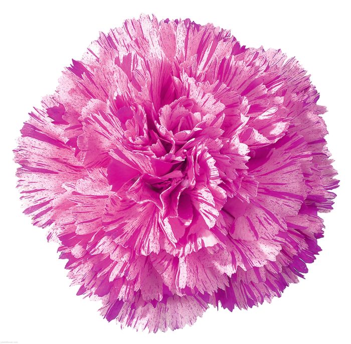 Carnation Jubilee