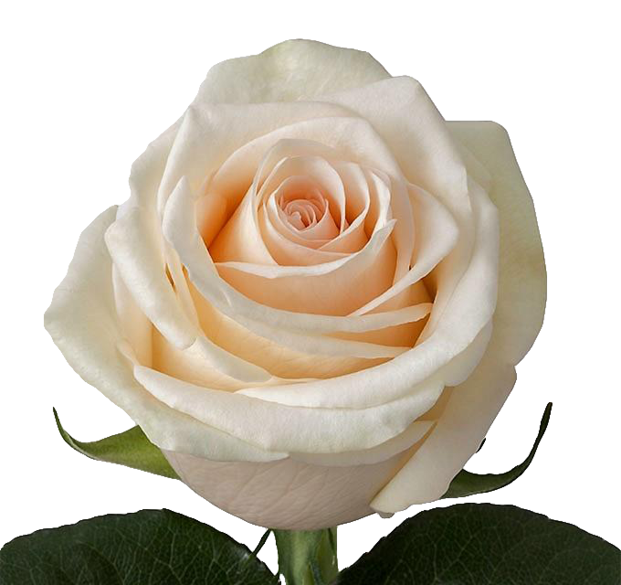 La Perla Cream Ivory Roses FlowersnFreshness.com
