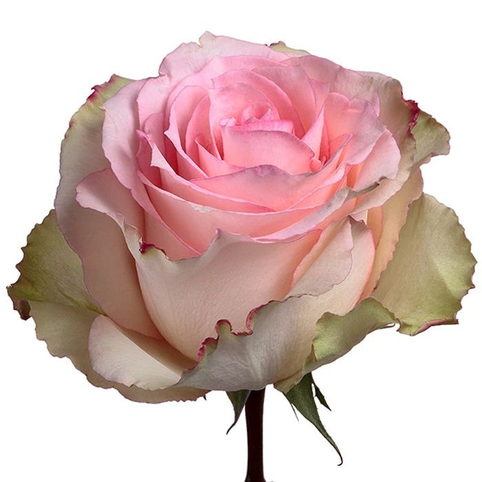 Pink Rose Esperanze