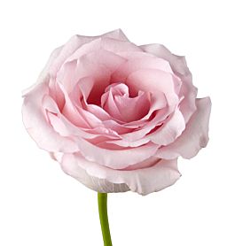 Blush Pink Rose Nena