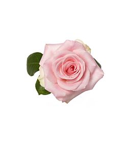 Light Pink Rose Sophie