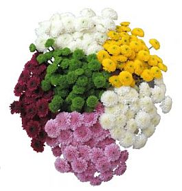 POM- BUTTON GREEN - Wholesale Bulk Flowers - Cascade Floral