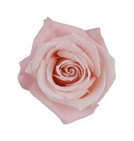 Blush pink rose Sweet Escimo