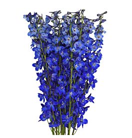 Delphinium Sea Waltz