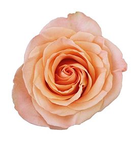 Peach rose Tiffany