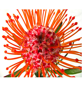 Protea Pincushion - Orange