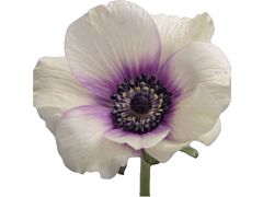 Anemone Bicolor Viola