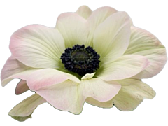 Anemone White Blush