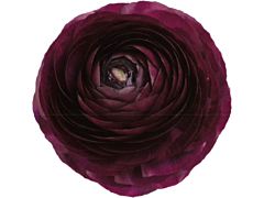 Ranunculus - purple