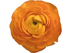 Ranunculus - orange