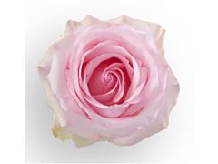 Blush Pink Rose Nena