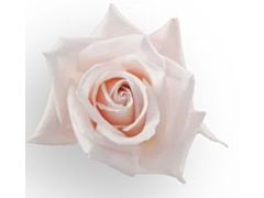 Blush Pink Rose Sweet Akito