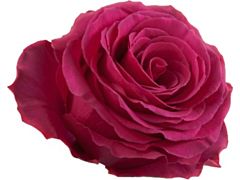 Hot Pink Rose Roseberry