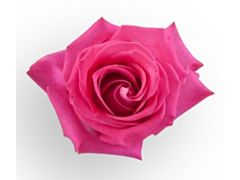 Hot Pink Rose Topaz