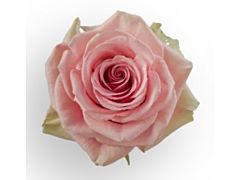 Pink Rose Geraldine