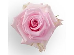 Blush Pink Rose Jessica
