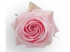 Light Pink Rose Luciano