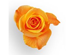 Orange Rose Aloha