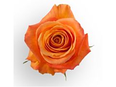 Orange Rose Confidential