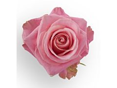 Pink Rose Hermosa