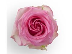 Pink Rose Sweet Unique