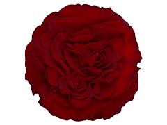 Red Rose Dark Red Heart