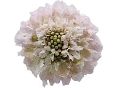 Scabiosa Baby Pink