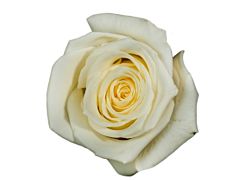 White Rose Escimo