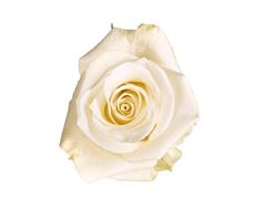 White Rose Tibet