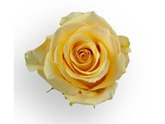 Yellow Rose Idole