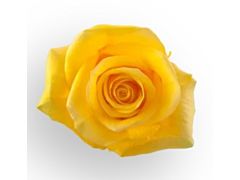 Yellow Rose Momentum