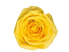 Yellow Rose Super Sun